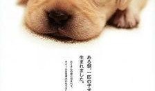 爱犬的奇迹在线观看,见证忠诚与生命的奇迹之旅